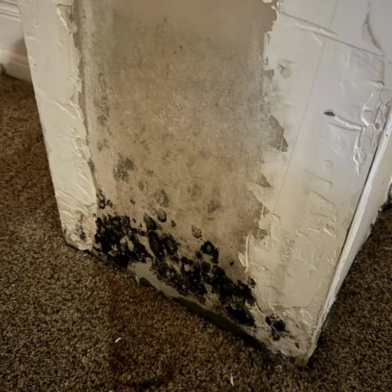 Professional Mold Removal in Nacogdoches County, TX